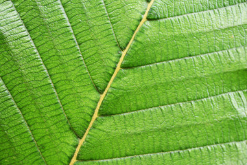 texture of green leaf