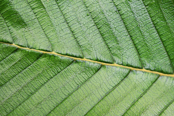 closeup of green leaf
