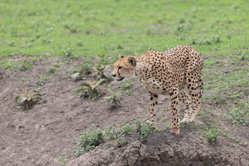 Beautiful Cheetah and her older Cub in the Serengeti Plains of Tanzania Africa