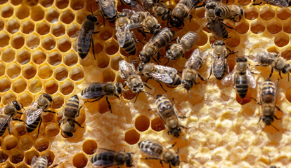 The concept of beekeeping, the texture of a honeycomb cell, on which the bees move and work. back ground