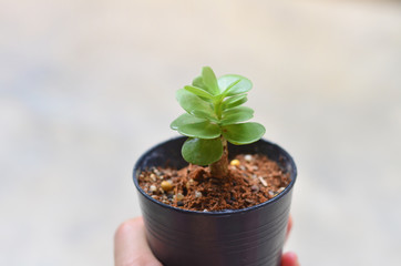 Portulaca molokiniensis succulent plant
