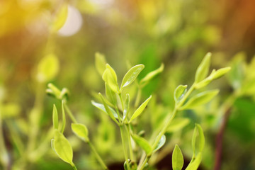 green leaves in spring