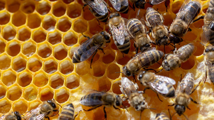 The concept of beekeeping, the texture of a honeycomb cell, on which the bees move and work. back ground