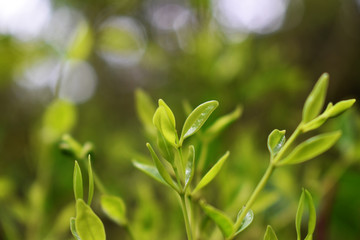 green grass with water drops