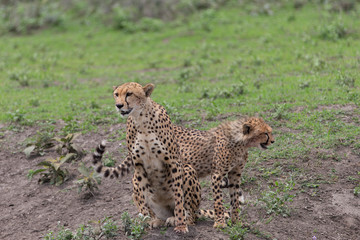 Beautiful Cheetah and her older Cub in the Serengeti Plains of Tanzania Africa