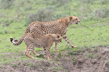 Beautiful Cheetah and her older Cub in the Serengeti Plains of Tanzania Africa