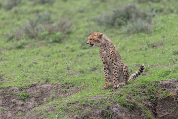 Beautiful Cheetah and her older Cub in the Serengeti Plains of Tanzania Africa