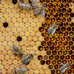 The concept of beekeeping, the texture of a honeycomb cell, on which the bees move and work. back ground