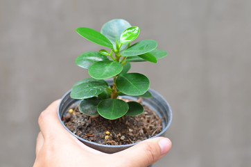 Ficus annulata tree in plastic pot