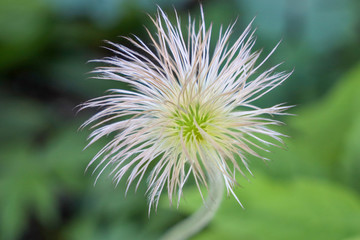 京都ぶらり、春の花いろいろ