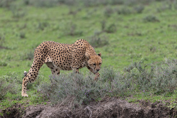 Beautiful Cheetah and her older Cub in the Serengeti Plains of Tanzania Africa
