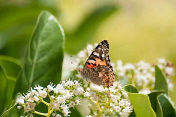 Vanessa cardui butterfly on White flowers