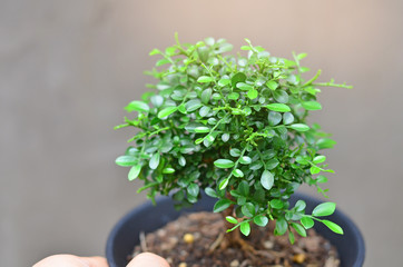 Murraya paniculata plant