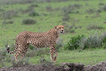 Beautiful Cheetah and her older Cub in the Serengeti Plains of Tanzania Africa