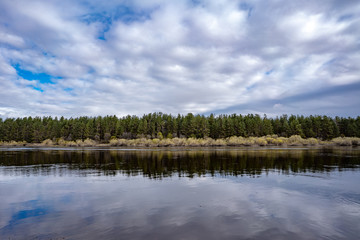 reflection of a tree in a lake
