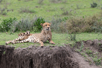 Beautiful Cheetah and her older Cub in the Serengeti Plains of Tanzania Africa