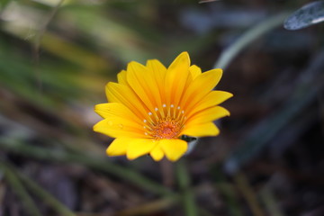 京都ぶらり、春の花いろいろ