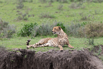 Beautiful Cheetah and her older Cub in the Serengeti Plains of Tanzania Africa
