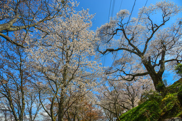 Cherry blossom in Yoshino Park, Japan