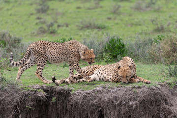 Beautiful Cheetah and her older Cub in the Serengeti Plains of Tanzania Africa