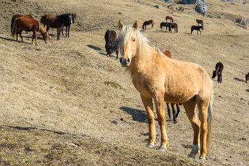 Portrait of a beige horse against the background of a herd of horses on yellow mountain autumn pastures