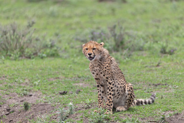 Beautiful Cheetah and her older Cub in the Serengeti Plains of Tanzania Africa