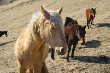 Close-up Portrait of a beige horse against the background of a herd of horses on yellow mountain autumn pastures