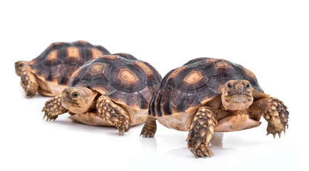 turtle isolated on white background