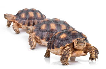 Obraz premium turtle isolated on white background