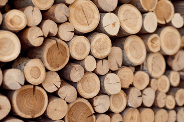 Logs of the tree are located on the wall