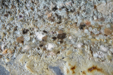 Fungus mold closeup