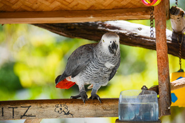 gray parrot