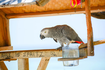 gray parrot