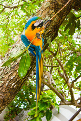 colored parrot wild