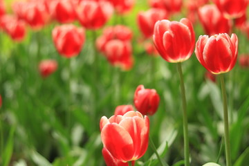 Obraz premium schoene Blumen