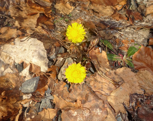 Bluehender Huflattich in Frühling für Hustentee