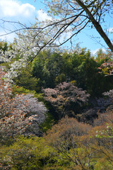 Cherry blossom in Yoshino Park, Japan