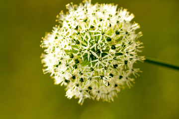 Kwiat biały na tle zielonym