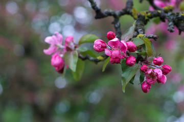 Fototapeta na wymiar pink blooming flowers on branches in springtime