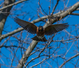 American Robin flying towards camera