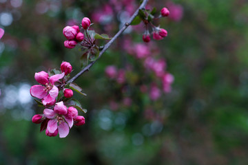 pink blooming flowers on branches in springtime