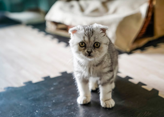 A cute kitten