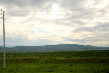 Fototapeta na wymiar Green field in Spring with Mountain view
