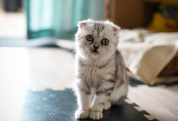 A cute kitten