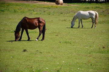 Saint-Herblain - Chevaux dans les verts pâturages