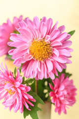 Beautiful blooming chrysanthemums