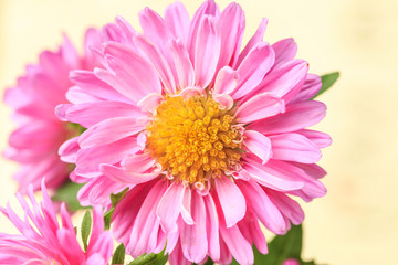 Beautiful blooming chrysanthemums