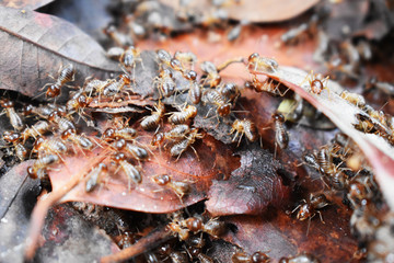 closeup of ants in anthill