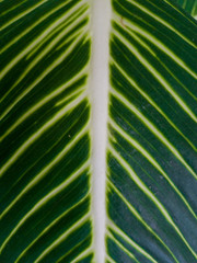 Close up beautiful Aglaonema leaves or Chinese Evergreen leaves. (Aglaonema Modestum)