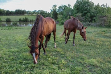 horses grazing in field